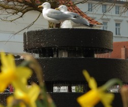 2009-04-06 14_22_42_fruehling_auf_norderney